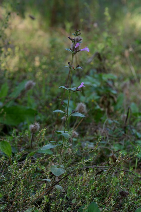 Calamintha grandiflora ?