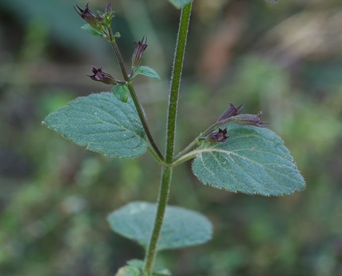 Calamintha grandiflora ?