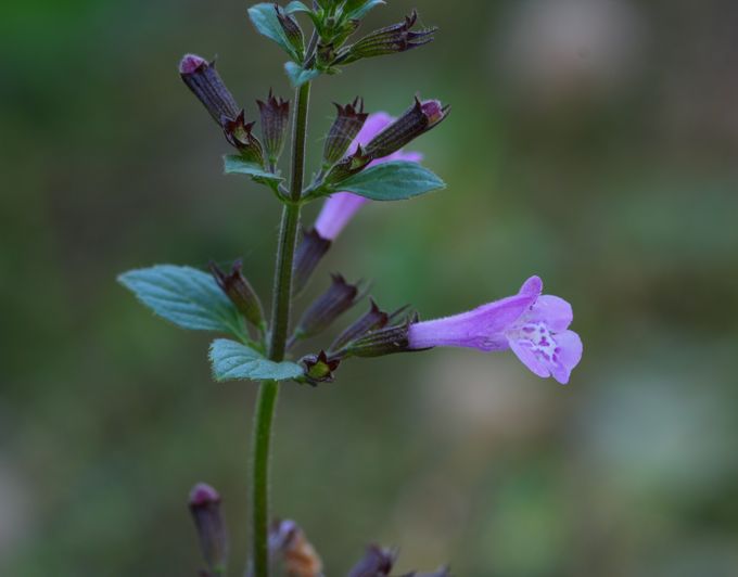 Calamintha grandiflora ?