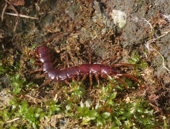 Lithobius sp.?