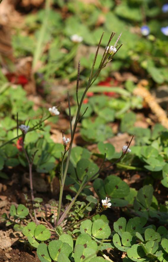 Cardamine hirsuta