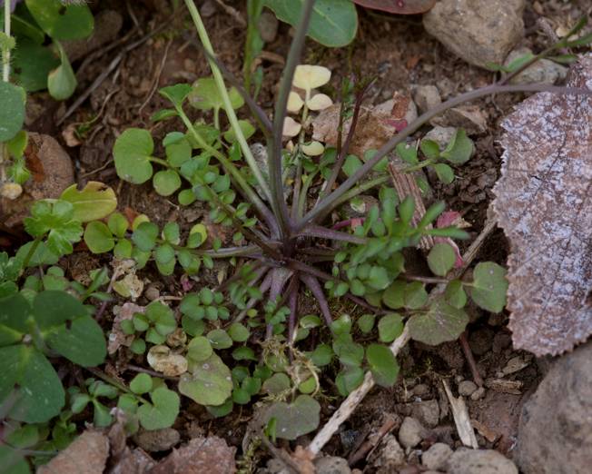 Cardamine hirsuta