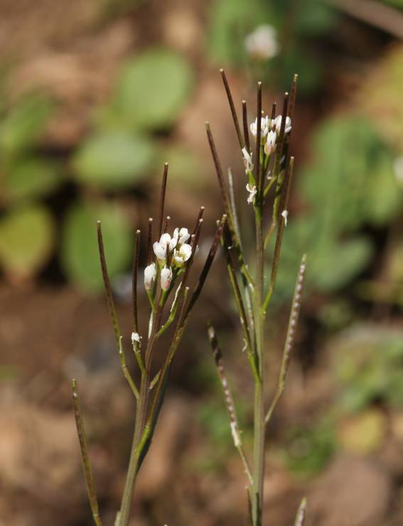 Cardamine hirsuta