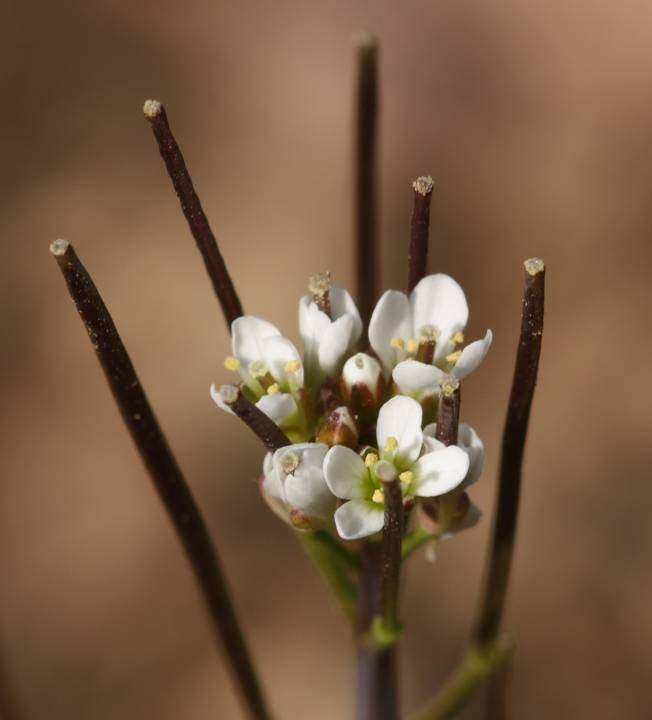 Cardamine hirsuta