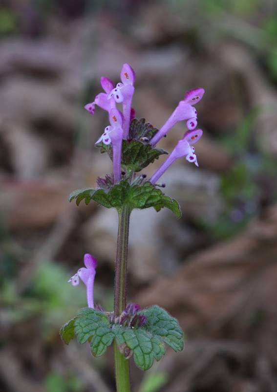 Lamium amplexicaule