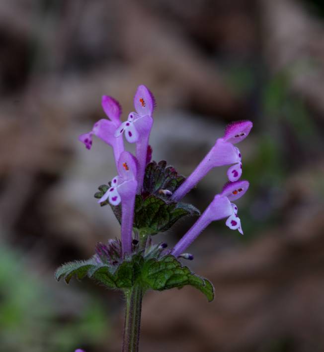 Lamium amplexicaule