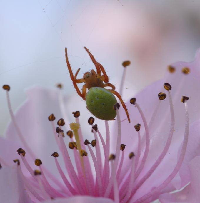 Araniella sp.