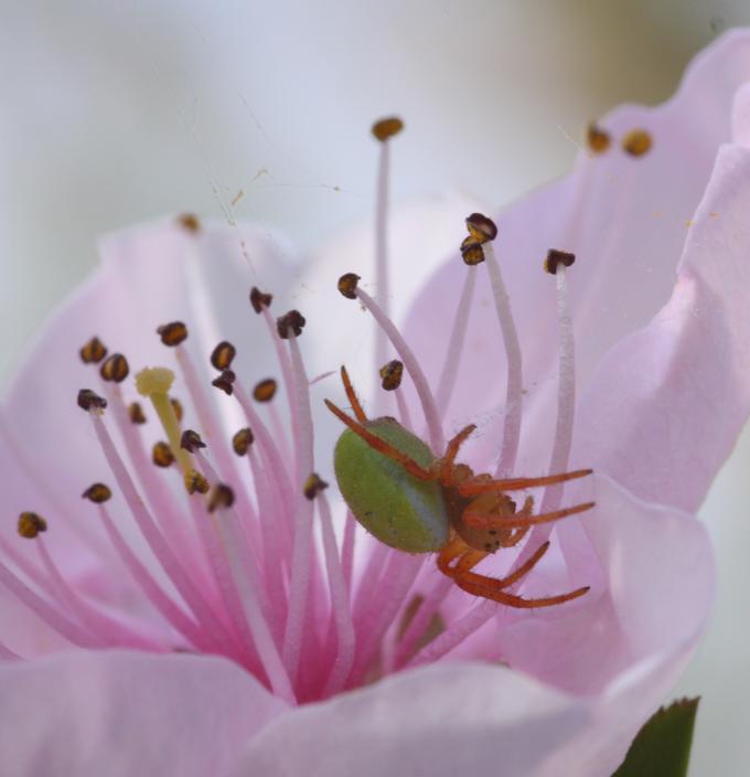 Araniella sp.