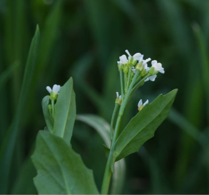 Brassicacea? Calepina irregularis