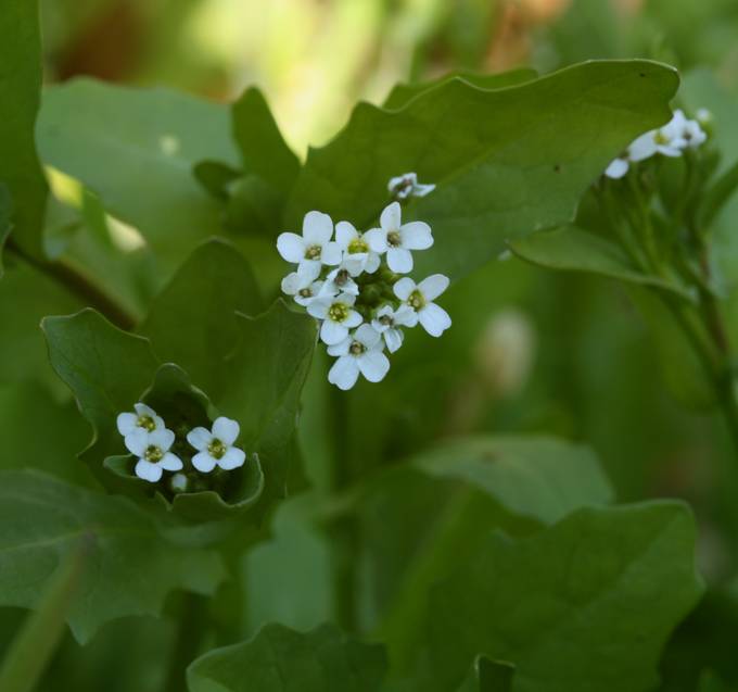 Brassicacea? Calepina irregularis