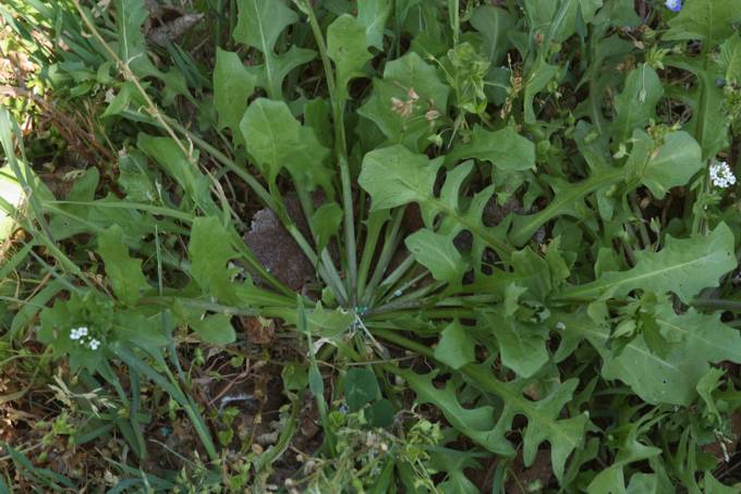 Brassicacea? Calepina irregularis