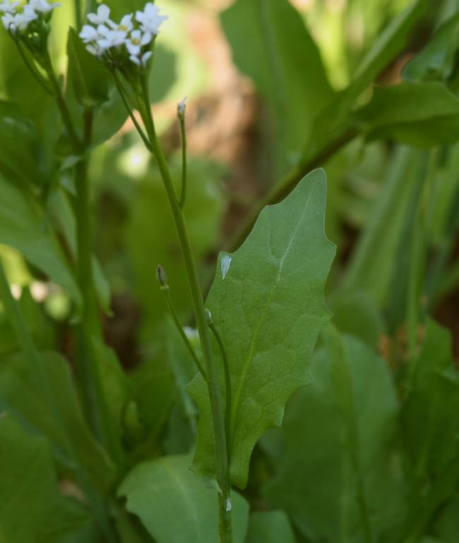 Brassicacea? Calepina irregularis