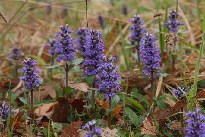 Ajuga reptans