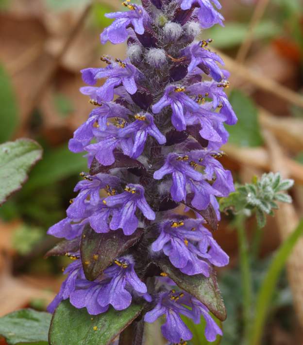 Ajuga reptans