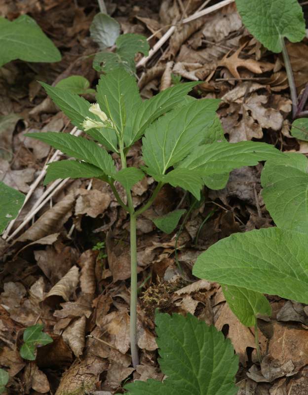 Cardamine enneaphyllos