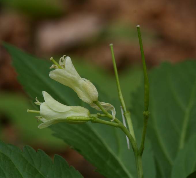 Cardamine enneaphyllos