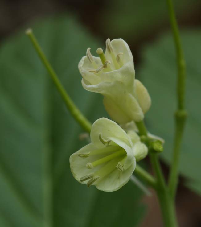 Cardamine enneaphyllos