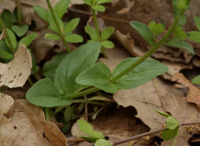 Veronica serpyllifolia