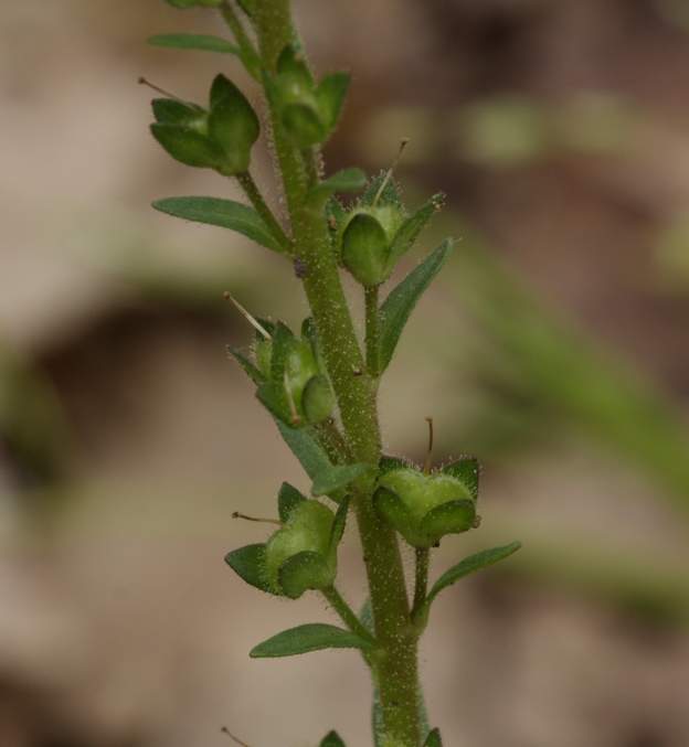 Veronica serpyllifolia