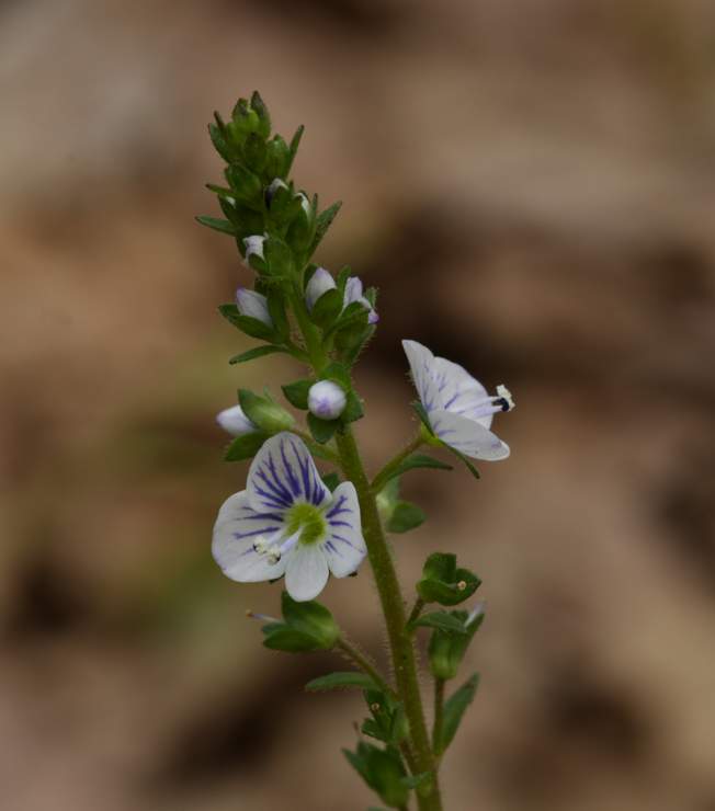 Veronica serpyllifolia