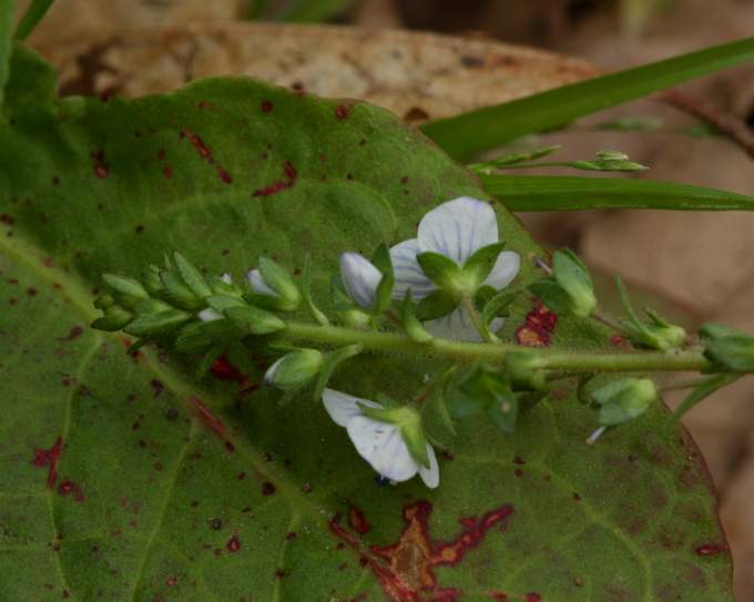 Veronica serpyllifolia