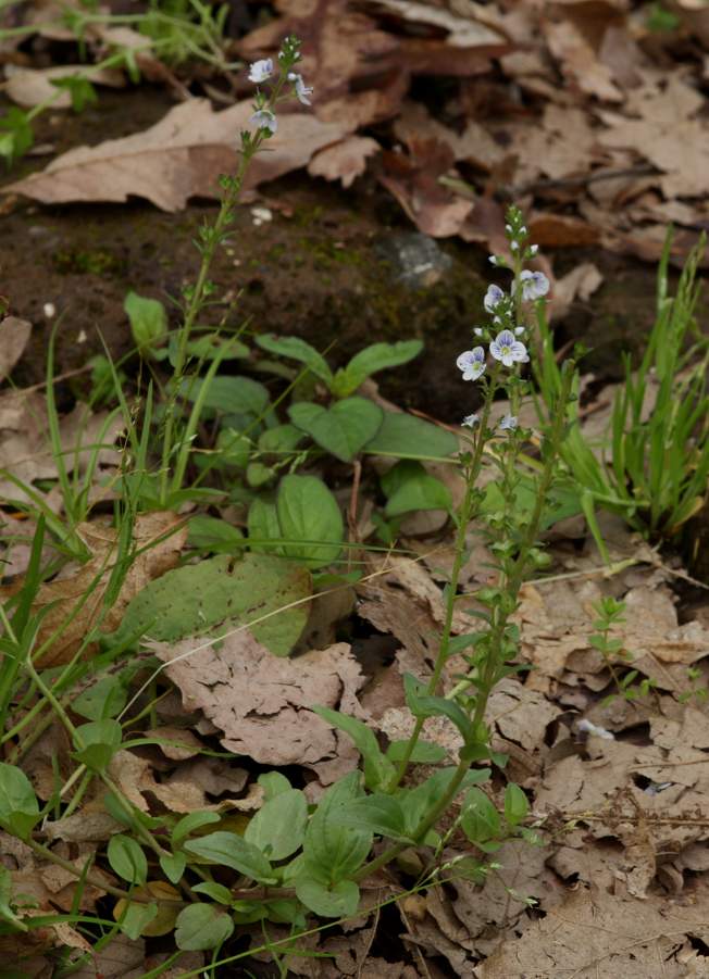 Veronica serpyllifolia