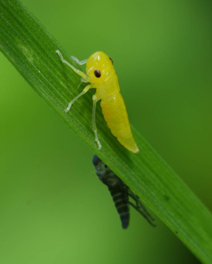 Larva di Cicadella?