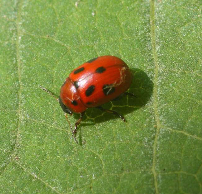 Gonioctena fornicata