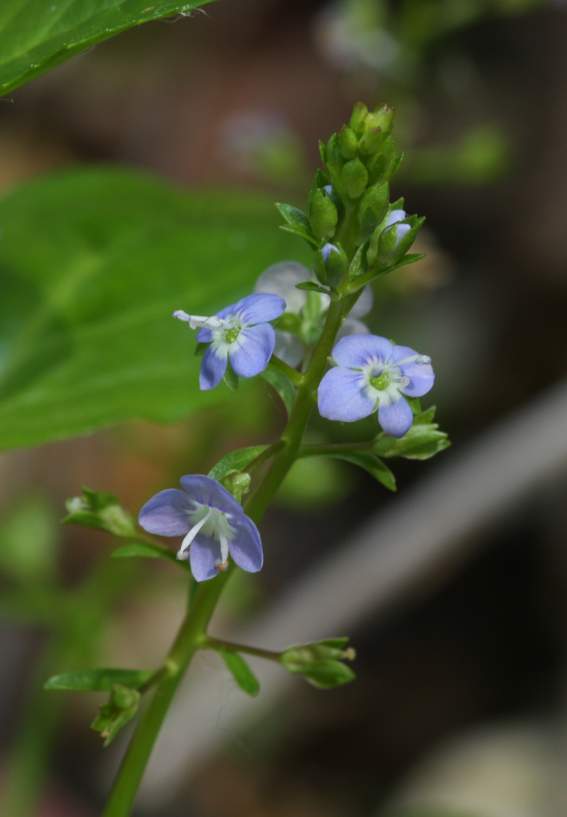 Veronica beccabunga