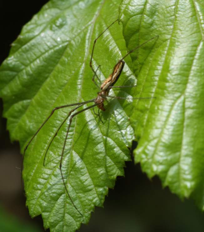 Tetragnatha sp.