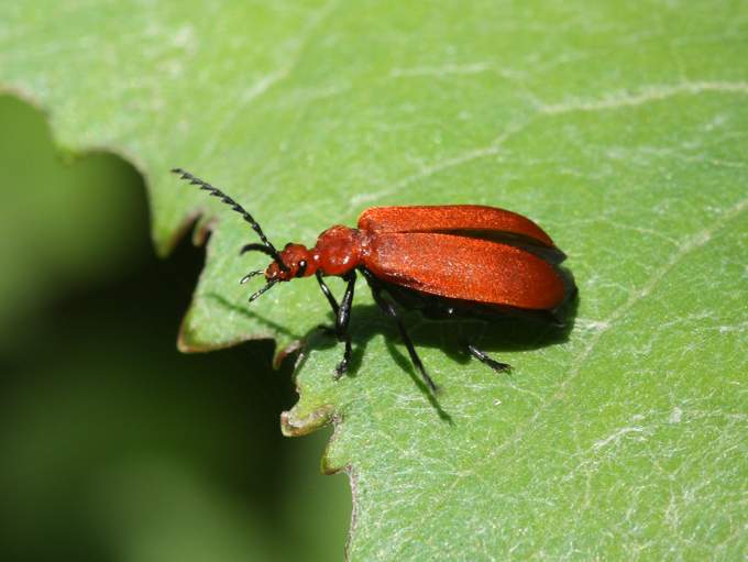 Pyrochroa serraticornis