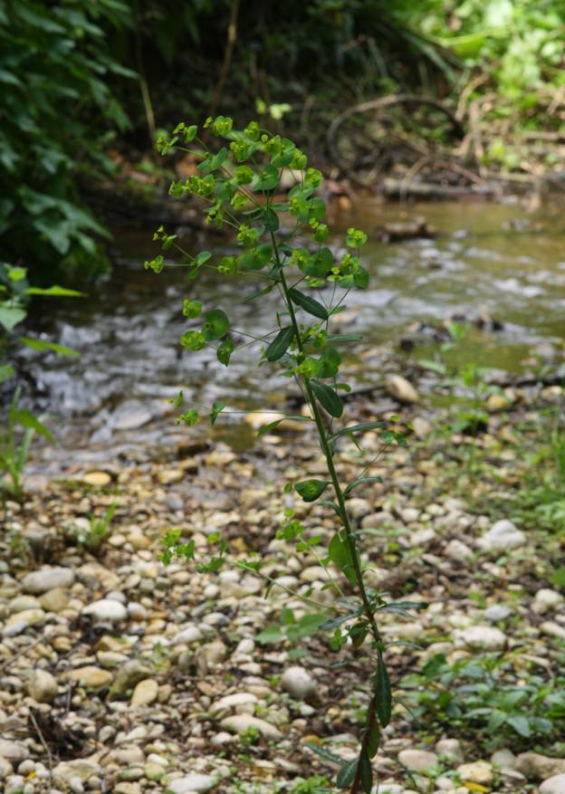 Euphorbia amygdaloides