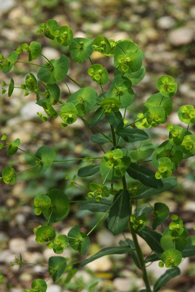 Euphorbia amygdaloides