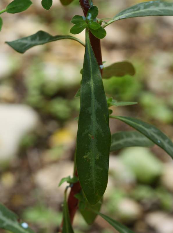 Euphorbia amygdaloides