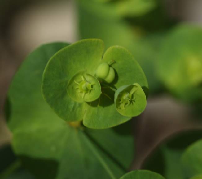 Euphorbia amygdaloides