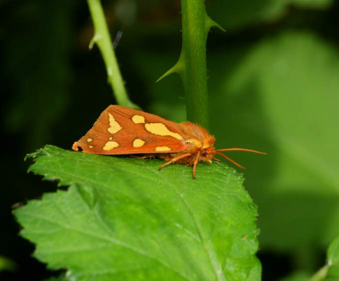 Falena maculata da id.