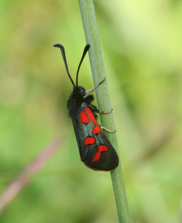 Zygaena da Id.