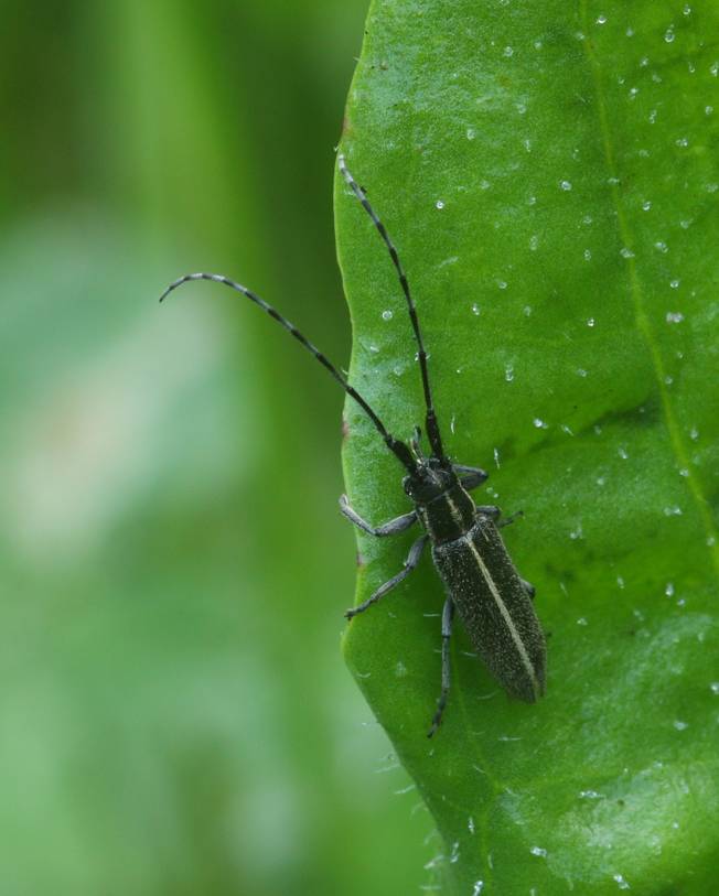 Agapanthia cfr cardui