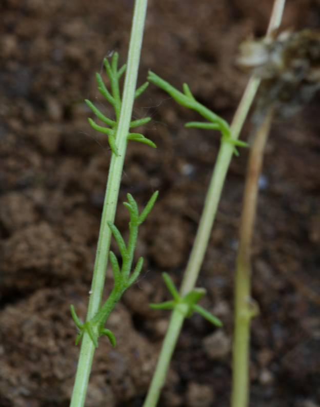 Chamaemelum fuscatum (=Anthemis praecox) / Camomilla precoce