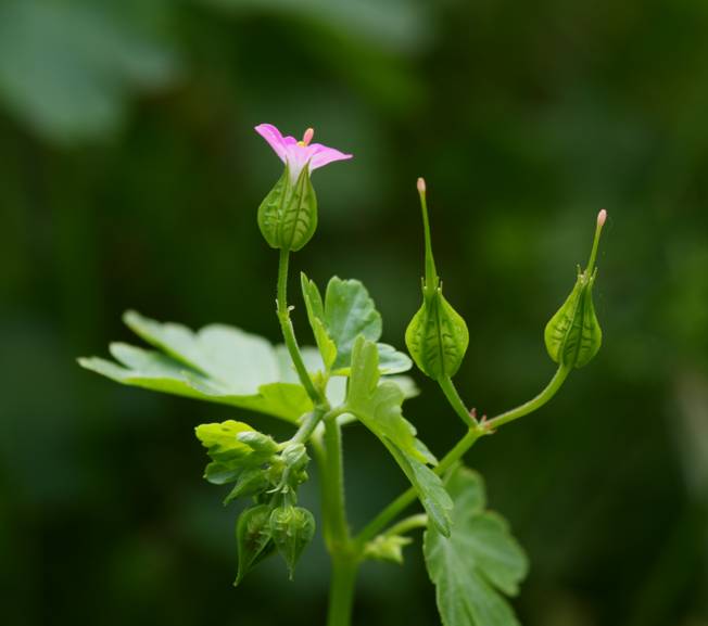 Geranium lucidum / Geranio lucido