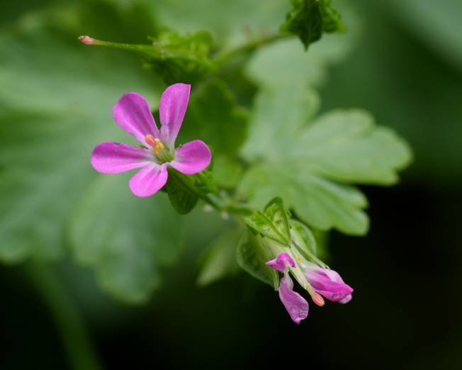 Geranium lucidum / Geranio lucido