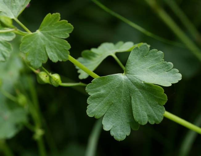 Geranium lucidum / Geranio lucido