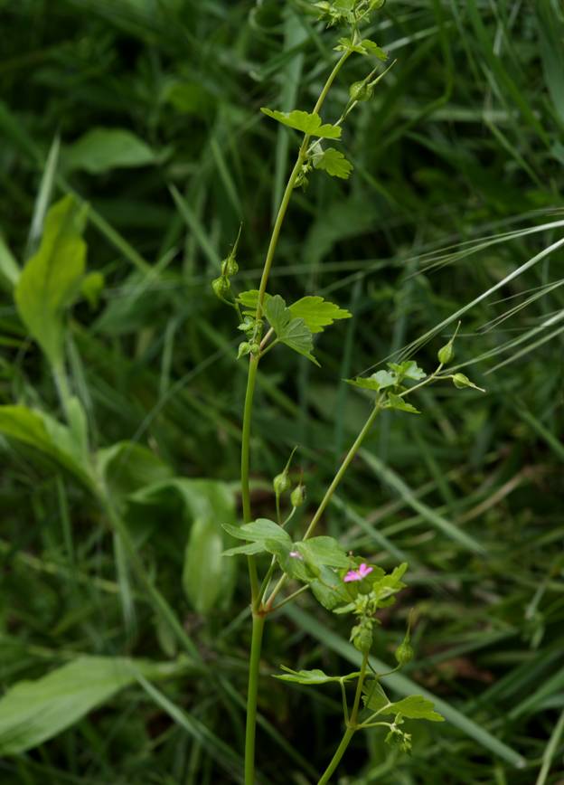 Geranium lucidum / Geranio lucido