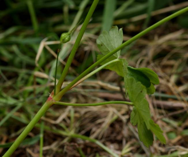 Geranium lucidum / Geranio lucido