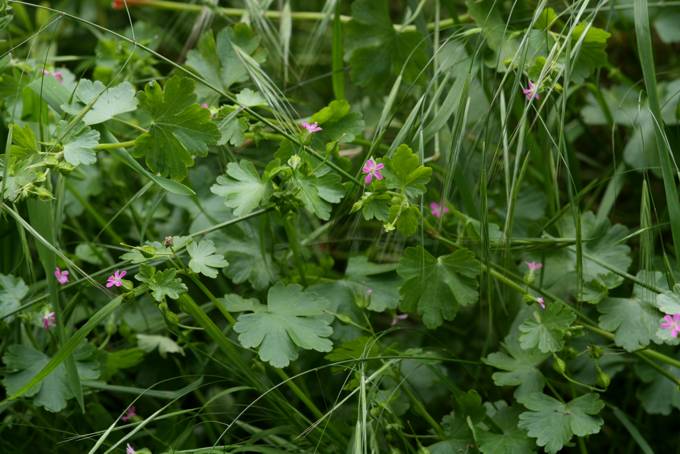 Geranium lucidum / Geranio lucido