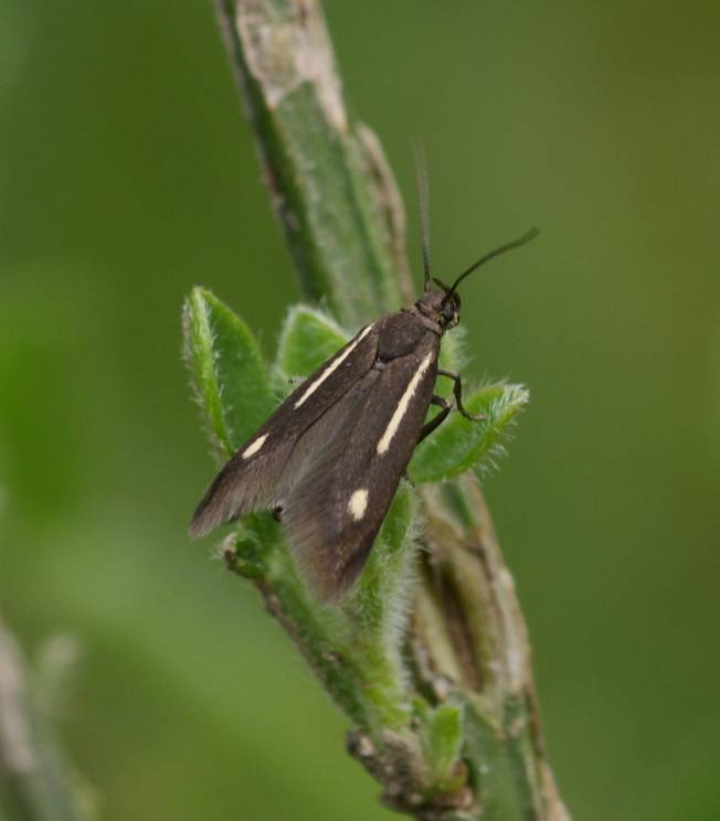 Piccolo lepidottero da identificare