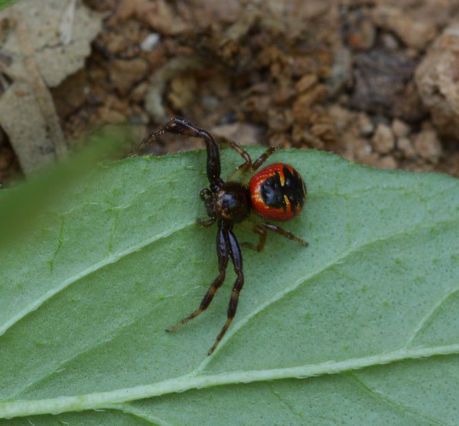 Synema globosum