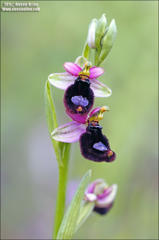 Orchidee romagnole