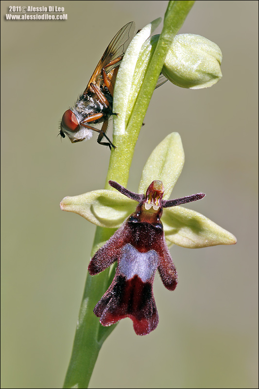 Orchidee romagnole