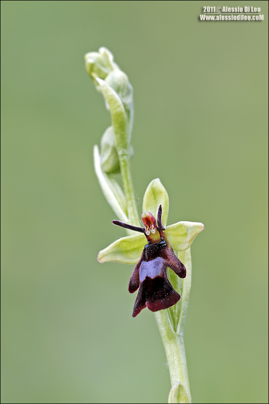 Orchidee romagnole